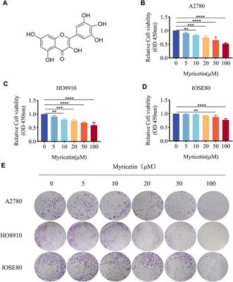 Myricetin suppresses TGF-β-induced epithelial-to-mesenchymal transition in ovarian cancer